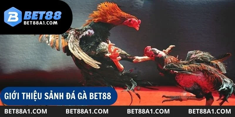 Tại Bet88, đá gà luôn có sức hút mạnh mẽ